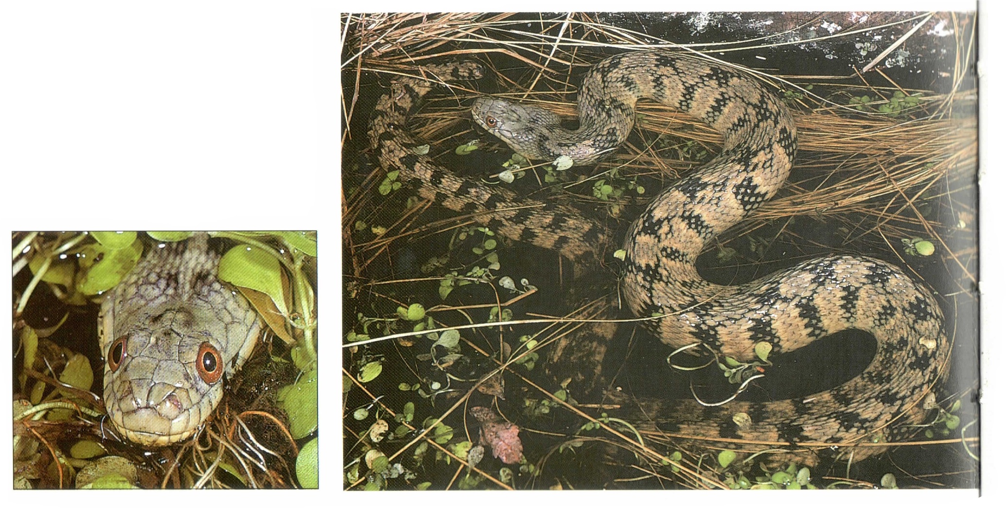 Water Snake Identification | Vollmar Pond & Lake Management2069 x 1045